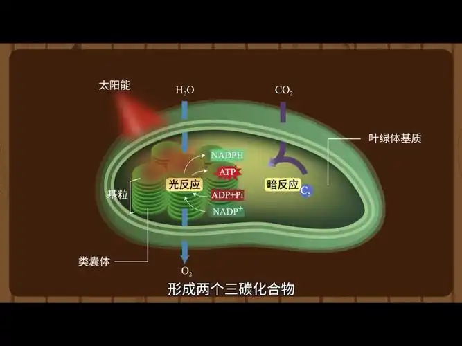 生物大师光合作用原理