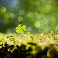 四叶草图片头像好看的小清新风格四叶草头像图片