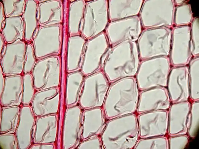 是很多年前切的切片,为针叶树材美国云杉的 春材管胞外加 一条木质线