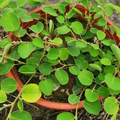 盆栽的金钱草经常施肥浇水,为什么叶子还是经常发黄?有两个原因