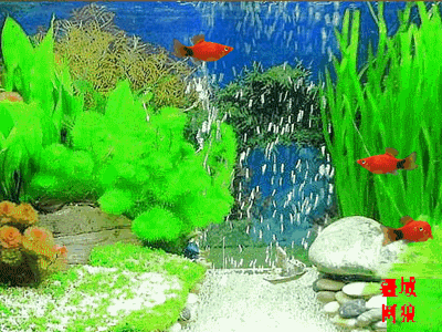 崔化平家里的养鱼缸(欣赏鱼:锦鲤)配乐散文【鱼儿】 写美篇(5),鱼戏游