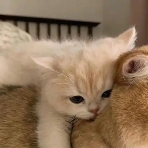 头像##可爱头像##猫咪##真人情头##情侣头像##不明显情头##卡通情头