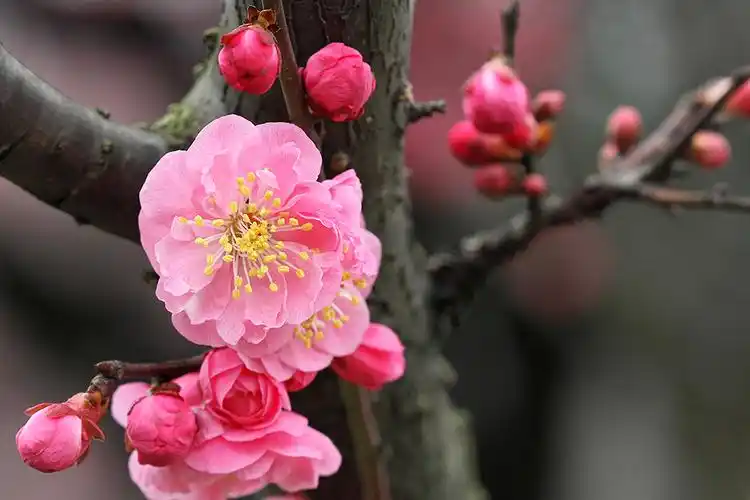 梅:红梅 朱砂型梅