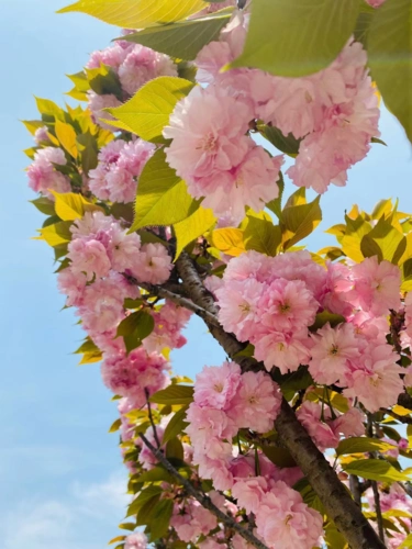 城北镇最美人间四月天校园春景如画