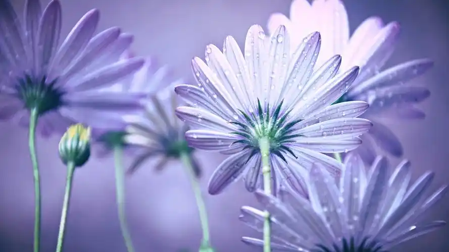 唯美花卉锁屏高清电脑壁纸下载