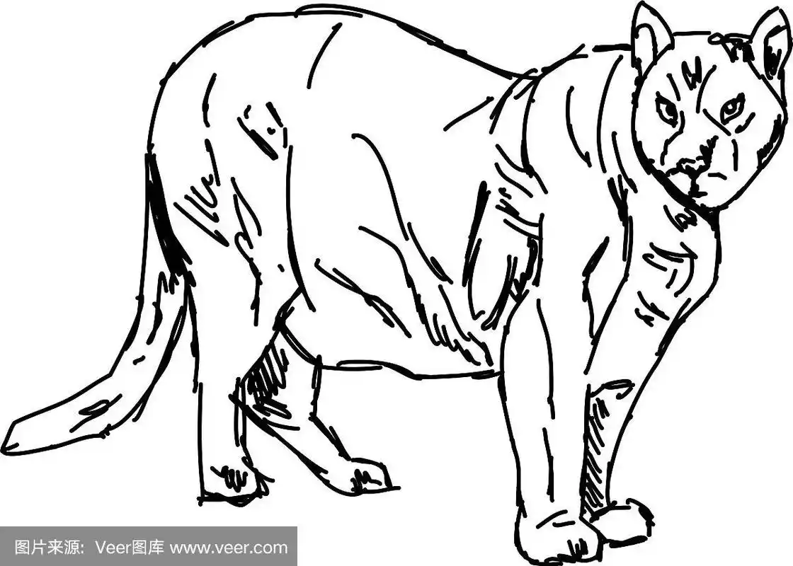 白色背景上的美洲狮