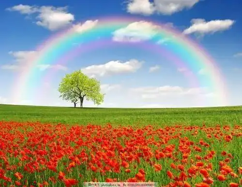 蓝天白云下的郁金香花海,一望无边.