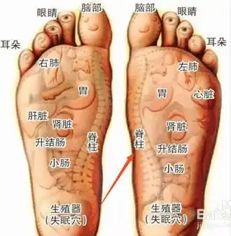 后再完全行走运动;⑤日常运动锻炼应该有选择性地锻炼脚底板承受力