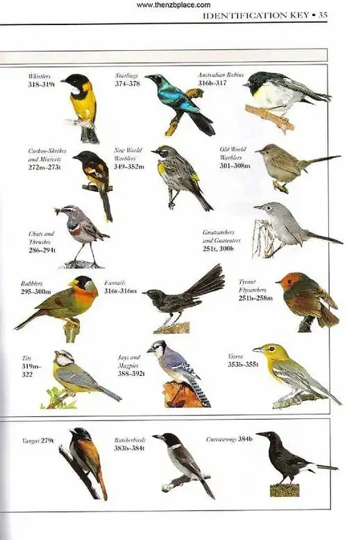 梦尝君的相册-世界鸟类图鉴