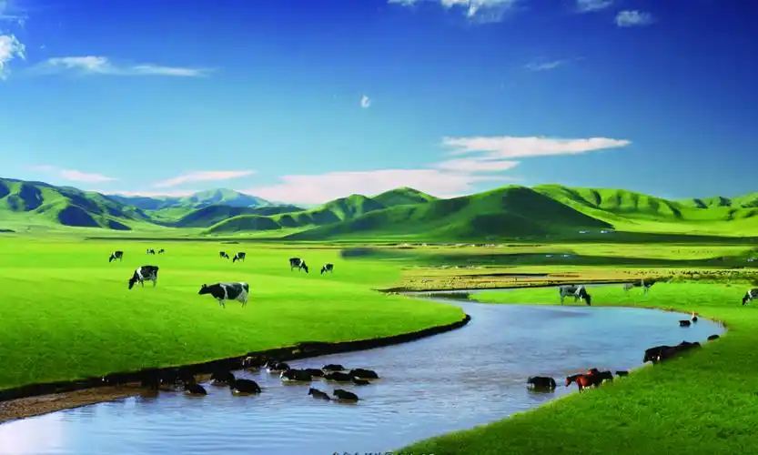 蓝天白云绿地奶牛psd