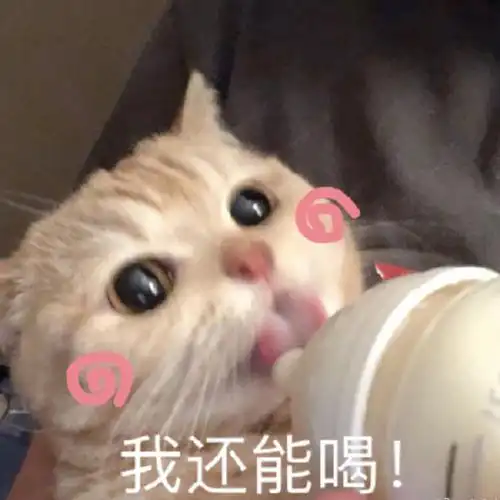 萌宠喵星人我还能喝喝奶呆萌搞怪gif动图_动态图_表情包下载_soogif