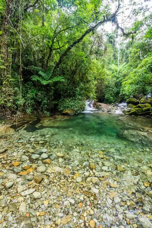 美丽的雨林河清澈的水