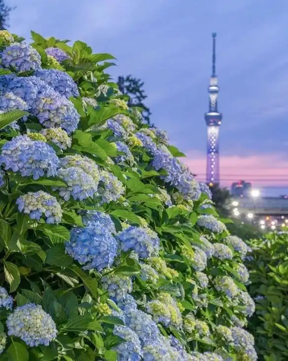 日本一小姐姐拍出了日本最美的样子美景照如梦似幻