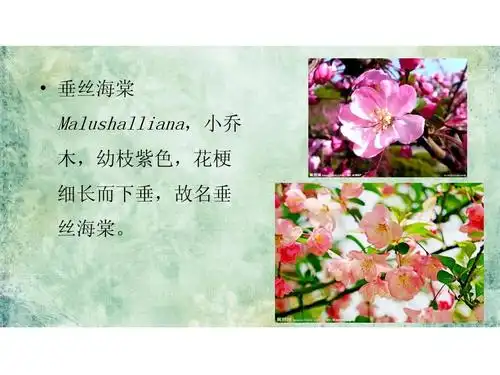 海棠的文化及情缘ppt