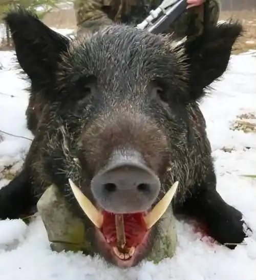 很多人好奇 野猪牙啥样?