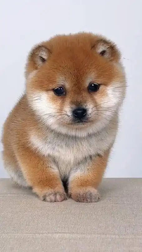 怎么会有这么可爱的小狗狗啊