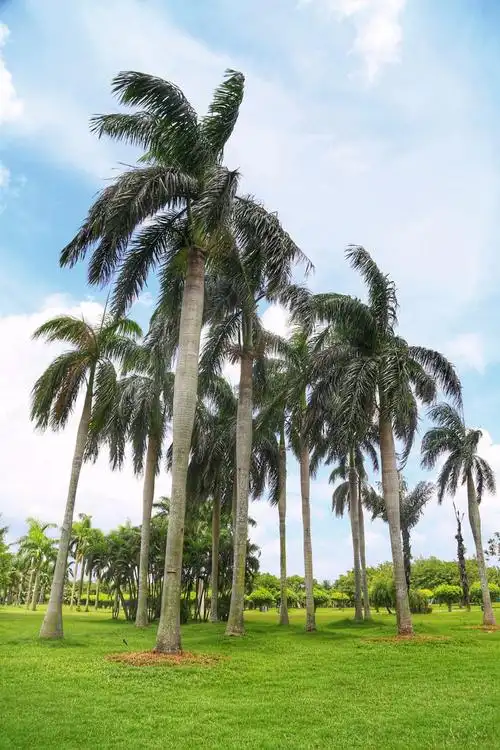 我的小长假##途牛首发#去"椰城"海口赴一场海天浪漫