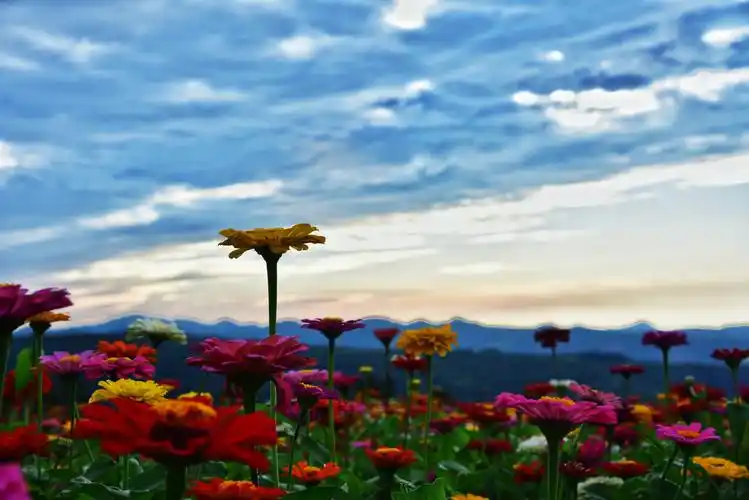 夕阳下的花海有着别样的美丽