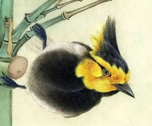 这些工笔小鸟,好精致!