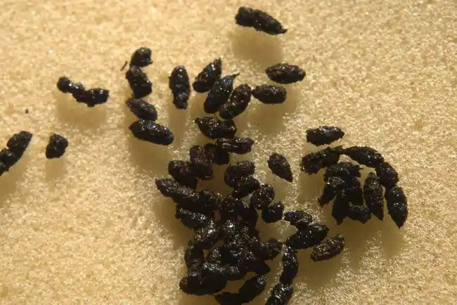 努力挖出地球数千年的变迁|蝙蝠|动物_网易订阅