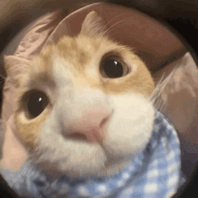 超实用的表情包