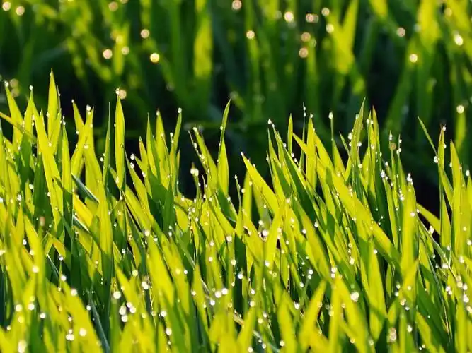 春回大地草木知今日立春愿岁月人安好春花满枝头