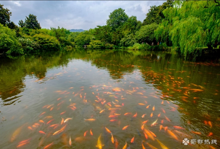 杭州花港观鱼旅游攻略