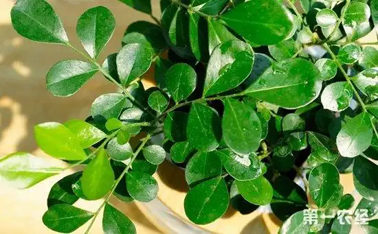 盆栽九里香为何不开花? - 植物病虫害 - 第一农经网