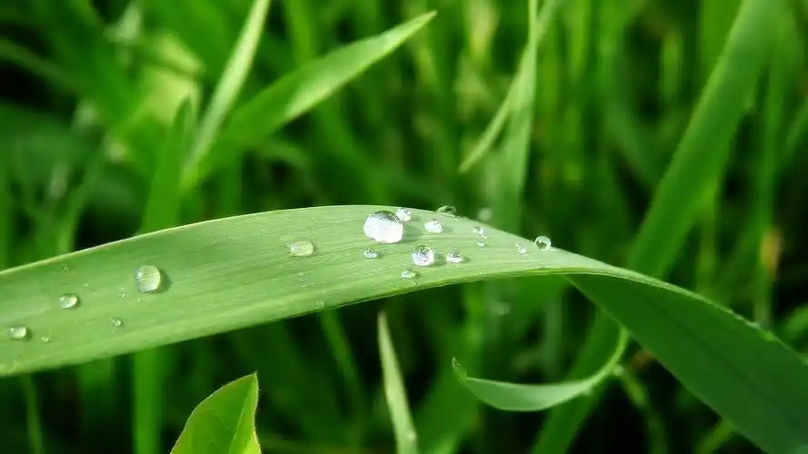 清新的叶子保护视力桌面壁纸_风景壁纸_壁纸下载_美桌网