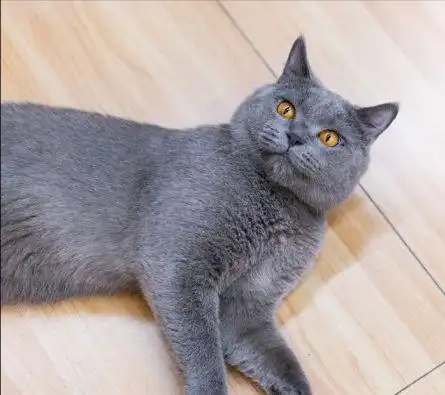 饲养"英短蓝猫"的小技巧,学会了一生受用!