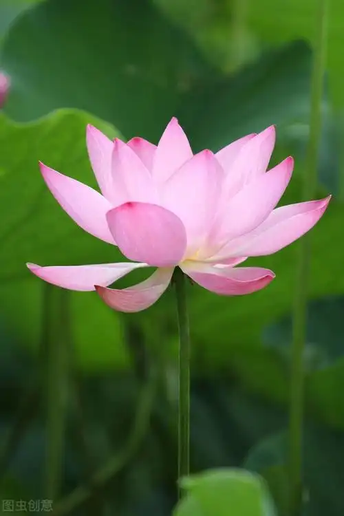 干净让人心静的高清图片,让人看了就静心的高清图片(50张唯美禅意风景