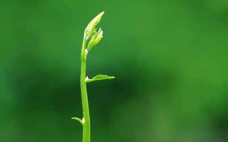 清新绿色护眼桌面壁纸