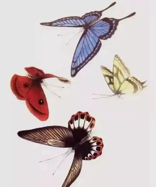 画蝶三剑客1000只高清工笔蝴蝶 赏心悦目 别看迷了眼