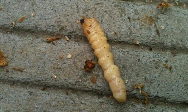 白色软体虫像蛆叫什么名字