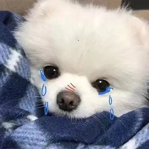 可爱壁纸 相关标签 小狗呆萌萌系可爱 内容简介 可爱的狗狗卖萌头像