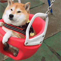 狗狗表情包动图系列