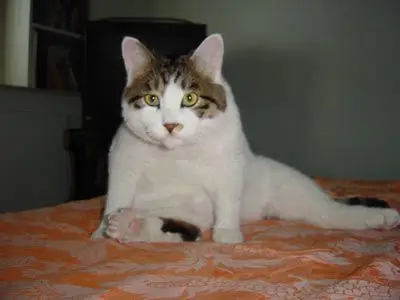 劈腿运动---俺咋就劈不直呢