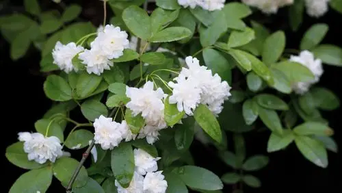 七里香花图片(野生七里香花图片)