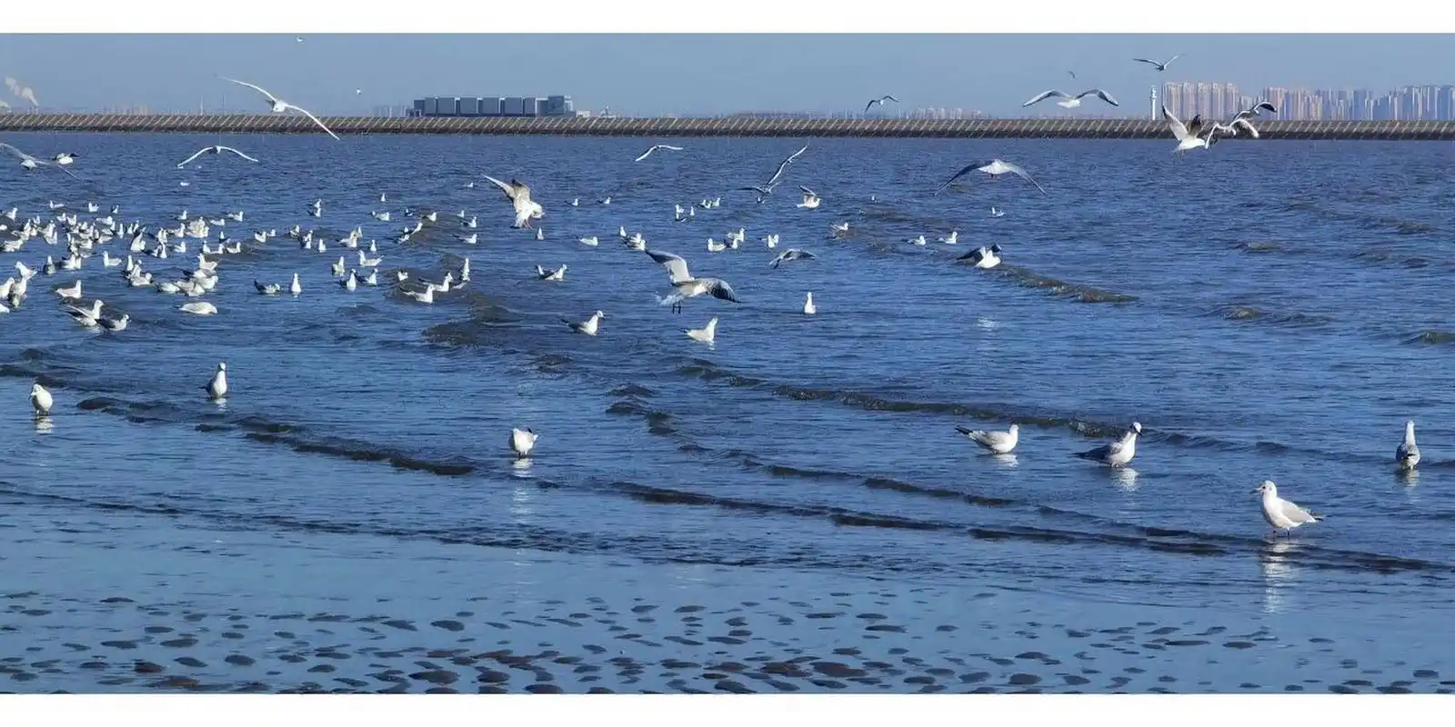 东疆亲海公园看日出住哪03 想去天津两天一晚,第一天打算在市区五