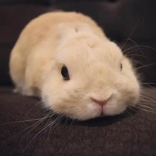 超级可爱的兔兔头像,高清兔子头像超萌可爱图片_动物头像_头像屋