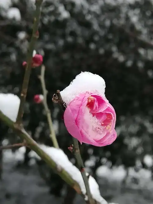 红梅傲雪,贺新春