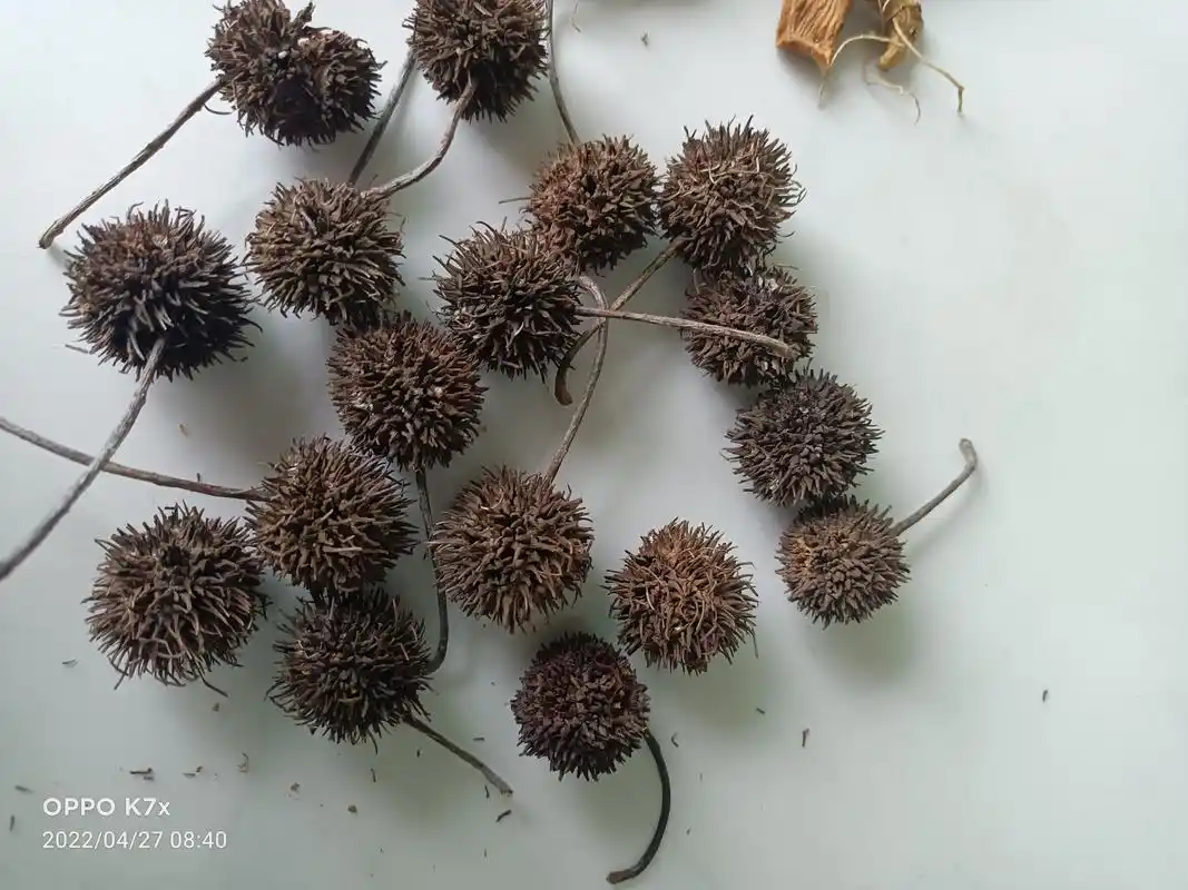 神奇的果实,枫树果的妙用