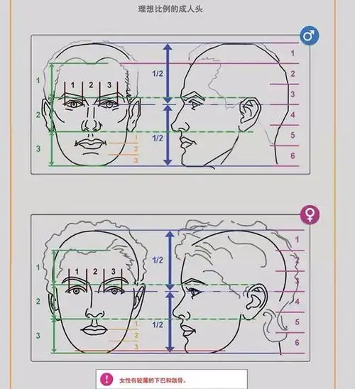 实际画人物时,不可能人人都按照标准的"三庭五眼"的黄金比例长,有人