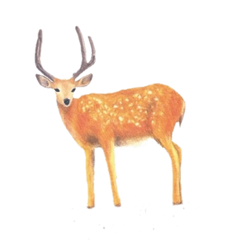 手绘梅花鹿