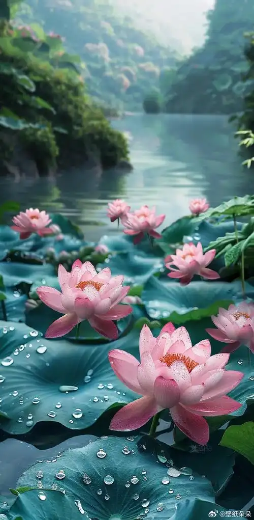 荷塘悦色 精美水珠荷花花壁纸