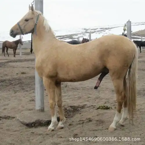 两匹矮马出售厂家