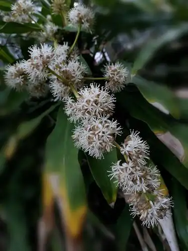 雅致芬芳香龙血花一博慧咏花之二十六