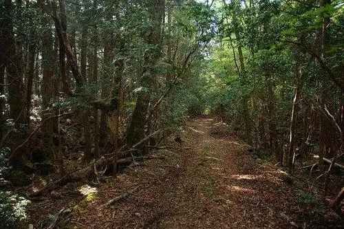 探秘世界6大诡异之地_原森林