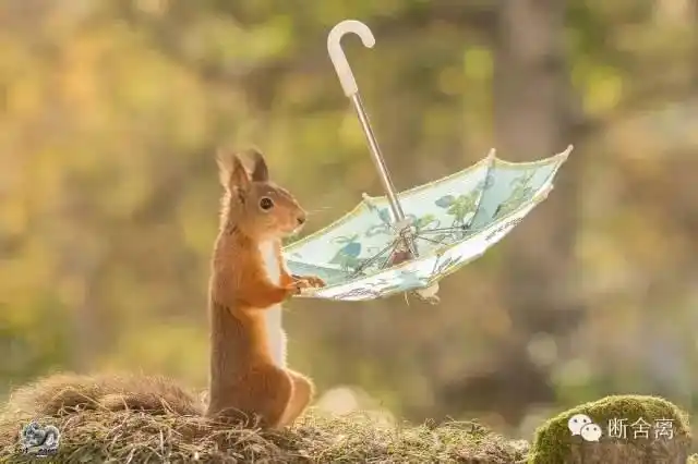 专注的力量用3年时间抓拍这12张松鼠打伞的镜头