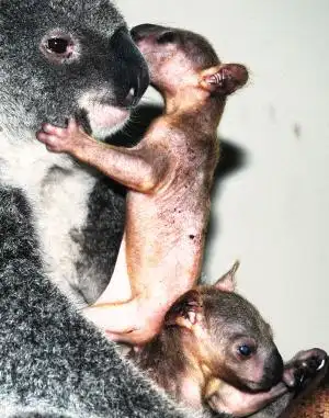 双胞胎考拉爬出育儿袋(图)